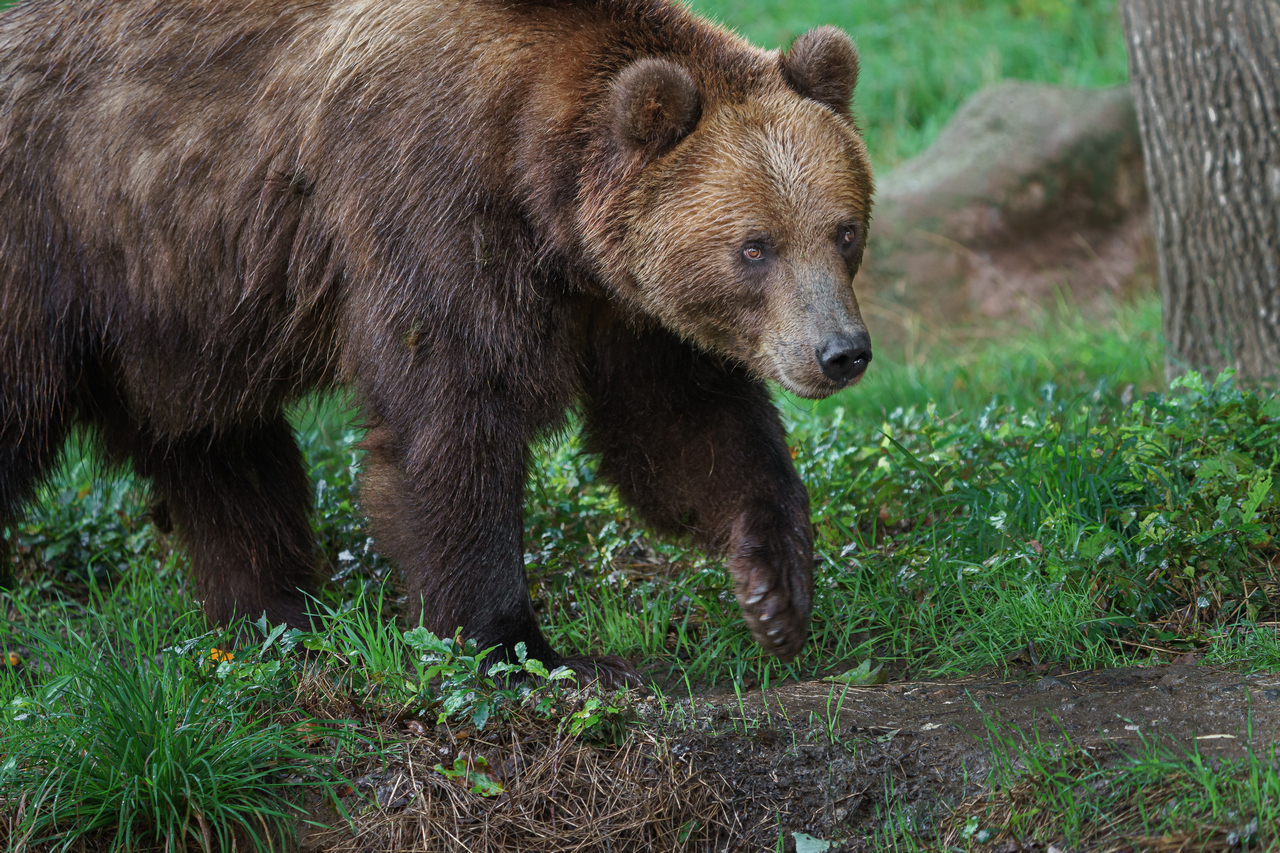 Bear as a symbol of falling or bear markets